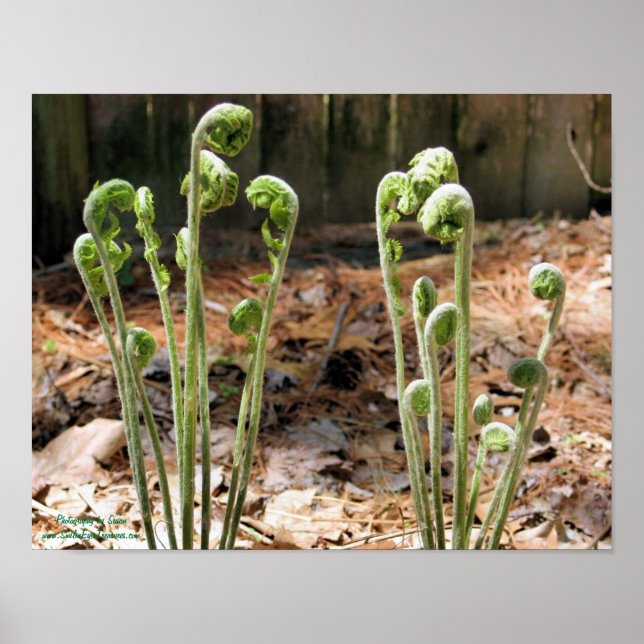 Póster Fiddlehead Ferra la naturaleza de primavera #4 (Frente)
