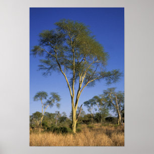 Póster Fiebre del árbol (Acacia Xanthophloea), Punda Mari
