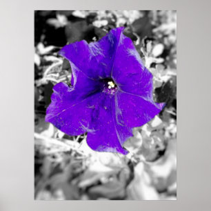 Póster Fiebre púrpura