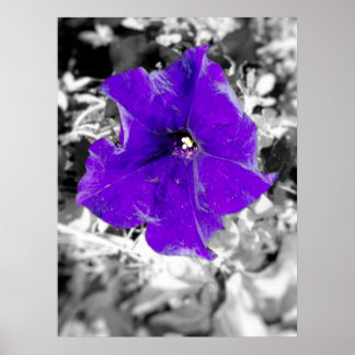 Póster Fiebre púrpura