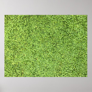 Póster Field of green plant