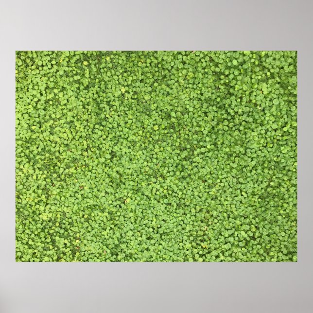 Póster Field of green plant (Frente)