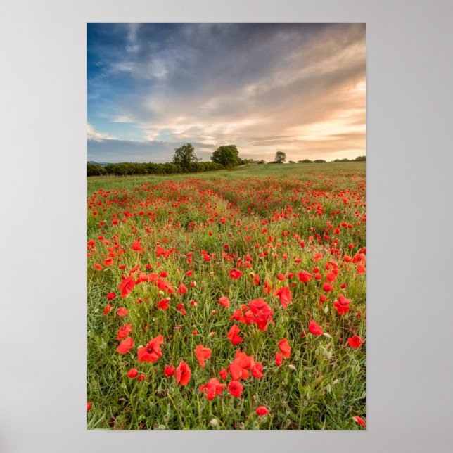 Póster Field of Poppies (Frente)