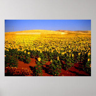 Póster Field of sunflowers, southern Spain