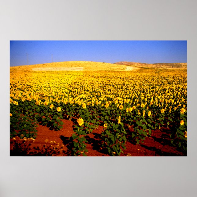 Póster Field of sunflowers, southern Spain (Frente)