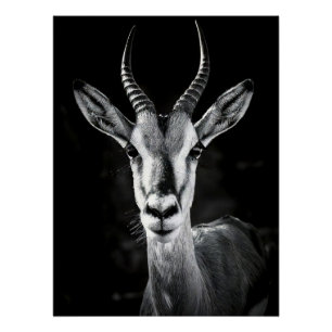 Póster Fierce Gazelle Portrait - High Contrast Black & Wh