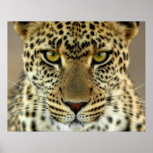 Póster Fierce Leopard