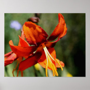 Póster Fiery Naranja Lily Flower