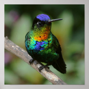 Póster Fiery-throated Hummingbird Poster