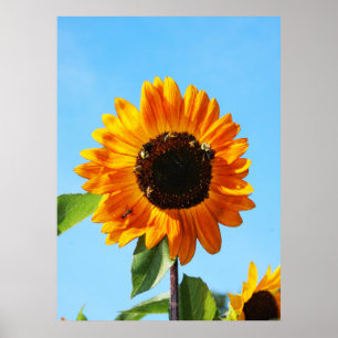 Póster Fiesta de abejas 1