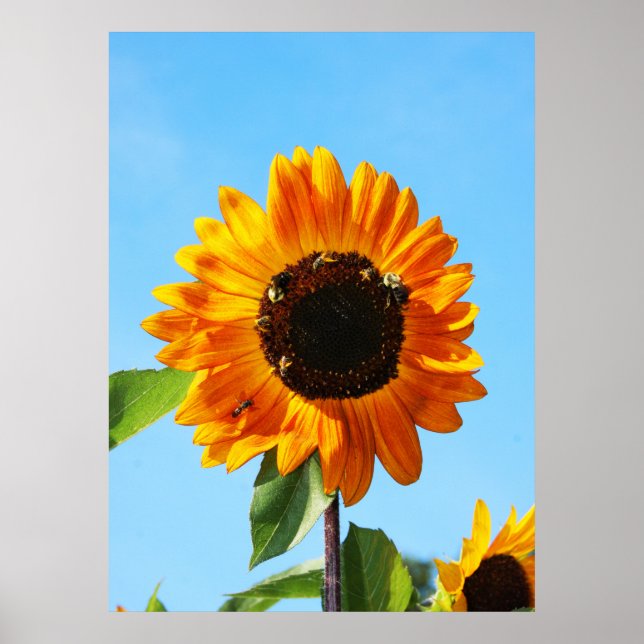 Póster Fiesta de abejas 1 (Frente)