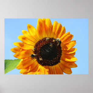 Póster Fiesta de abejas 2