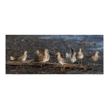 Fiesta de Baird & Pectoral Sandpipers en la playa