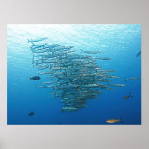 Póster Fiesta de Baraccuda