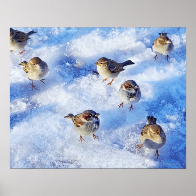Póster Fiesta de la casa con 'Passer domesticus' sobre (Frente)