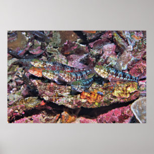 Póster Fiesta Lizardfish