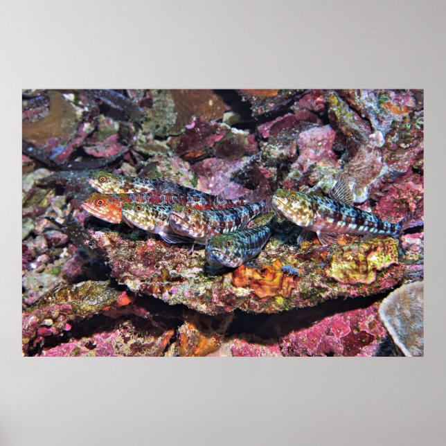 Póster Fiesta Lizardfish (Frente)