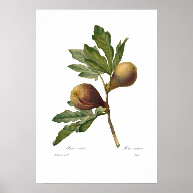 Póster Fig (Frente)