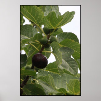 Póster Fig
