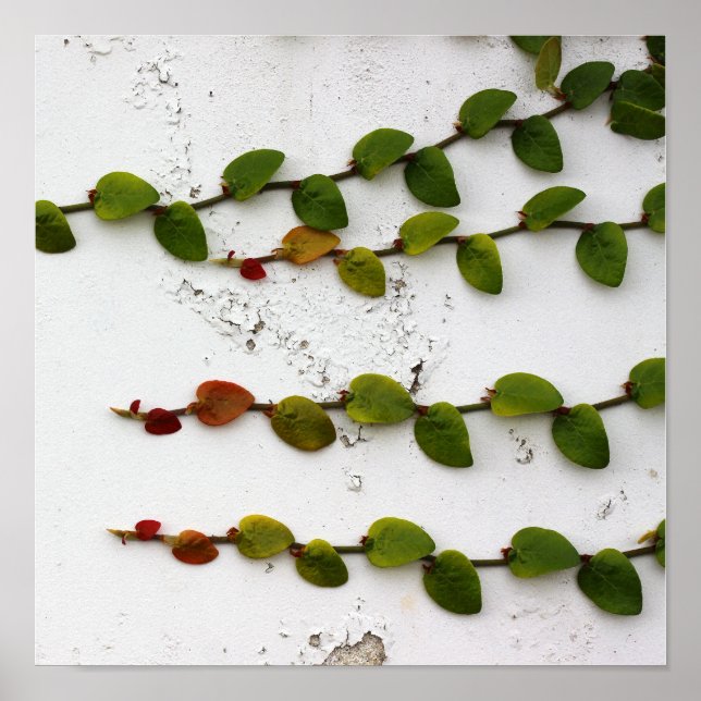 Póster Fig de escalada (Frente)