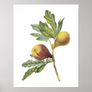 Póster fig(Ficus violacea) by Redouté