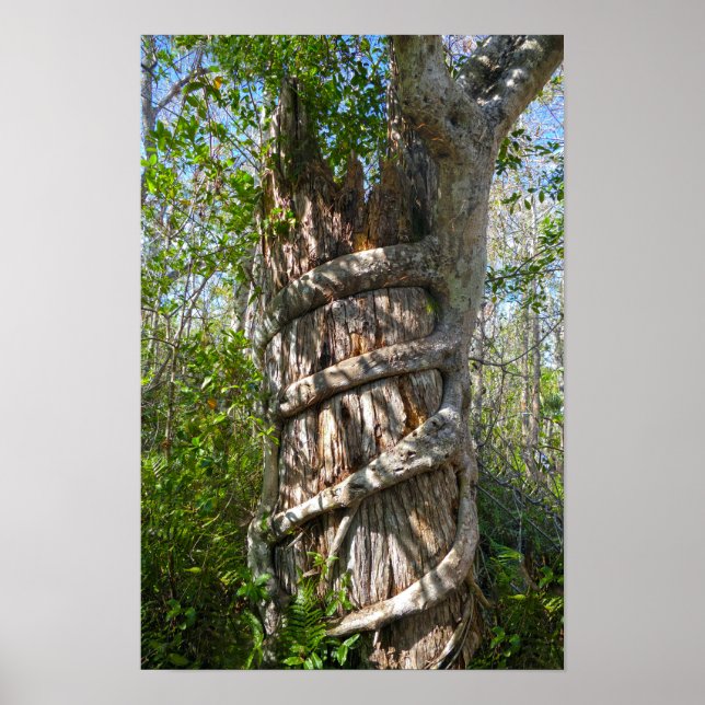 Póster Fig Strangler, Gran ciprés, Florida (Frente)