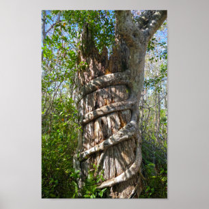 Póster Fig Strangler, Gran ciprés, Florida