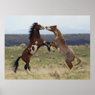 Póster Fighting Stallions, Steens Mountains, Oregon