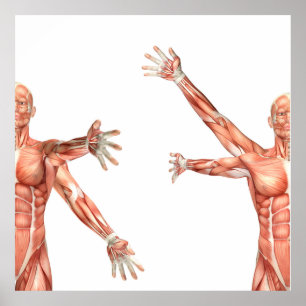 Póster figura médica que muestra el circumduction del