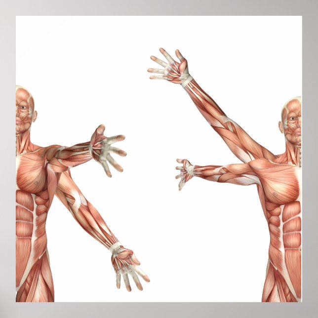 Póster figura médica que muestra la circunferencia del ho (Frente)