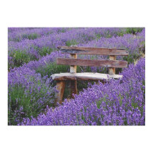 Fijar banco en la lavanda