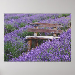 Póster Fijar banco en la lavanda