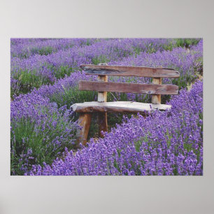 Póster Fijar banco en la lavanda