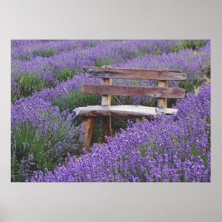 Póster Fijar banco en la lavanda