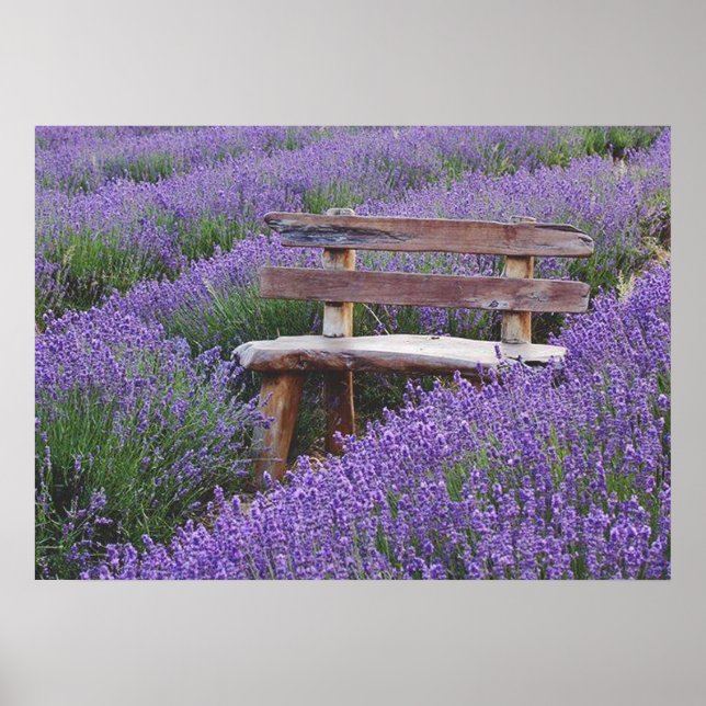 Póster Fijar banco en la lavanda (Frente)
