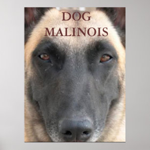 Póster fijar dog de Malinas