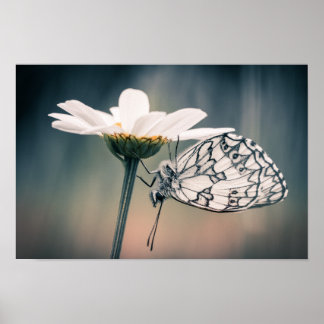 Póster Fijar mariposa Alivio
