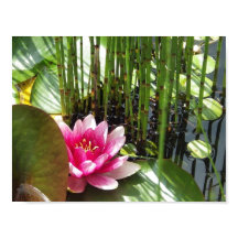 Fijar Nenúfar Zen 27.94x21.59cm