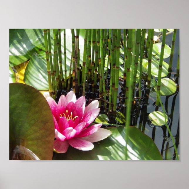 Póster Fijar Nenúfar Zen 27.94x21.59cm (Frente)
