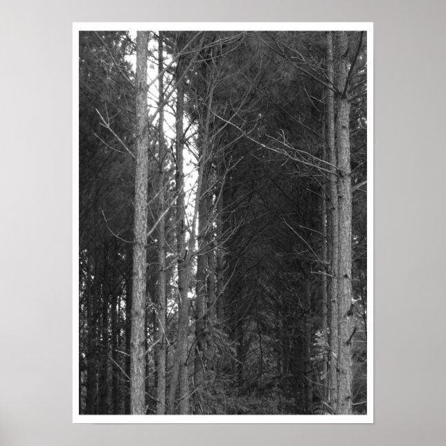 Póster Fila de árbol (Frente)