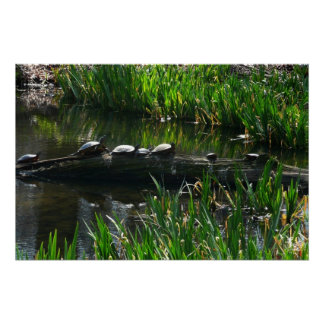 Póster Fila de la naturaleza verde de las tortugas
