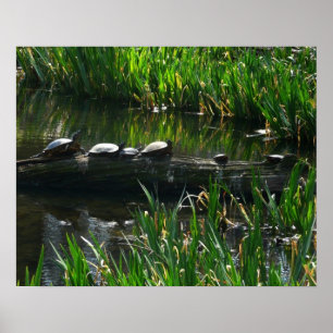 Póster Fila de la naturaleza verde de las tortugas