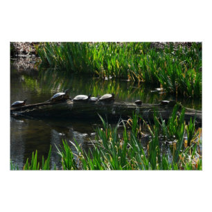 Póster Fila de Tortugas Foto Verde de la Naturaleza