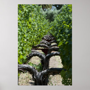 Póster Fila de viñas de uva