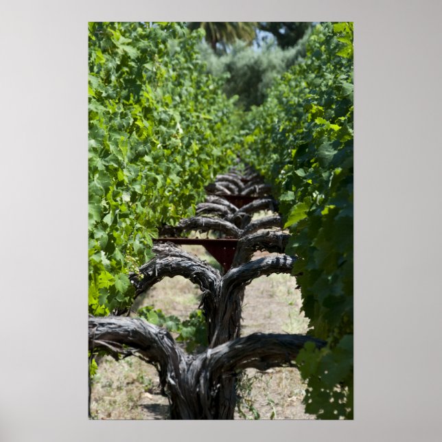 Póster Fila de viñas de uva (Frente)