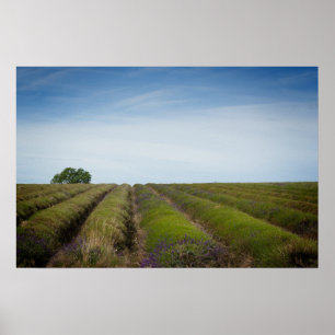 Póster Filas de lavanda después del poster de cosecha