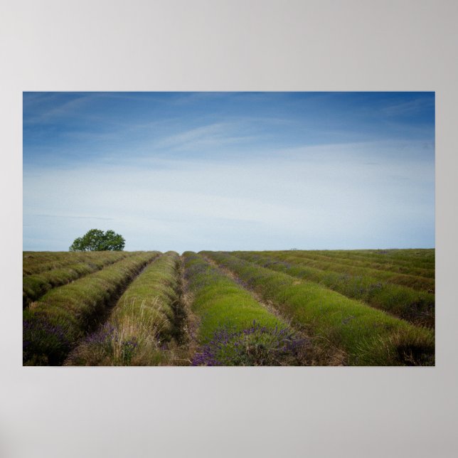Póster Filas de lavanda después del poster de cosecha (Frente)