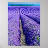 Filas de Lavender, Provenza, Francia