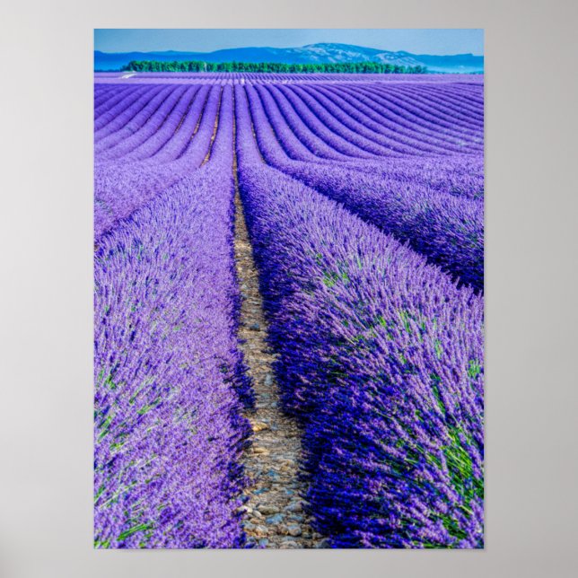 Póster Filas de Lavender, Provenza, Francia (Frente)