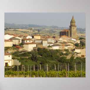 Póster Filas de vid de uva en el marco de primer plano